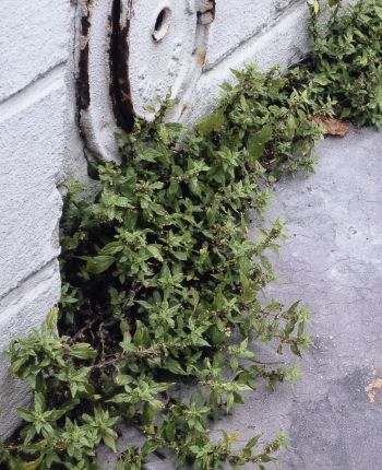 Les herbes dans la tête